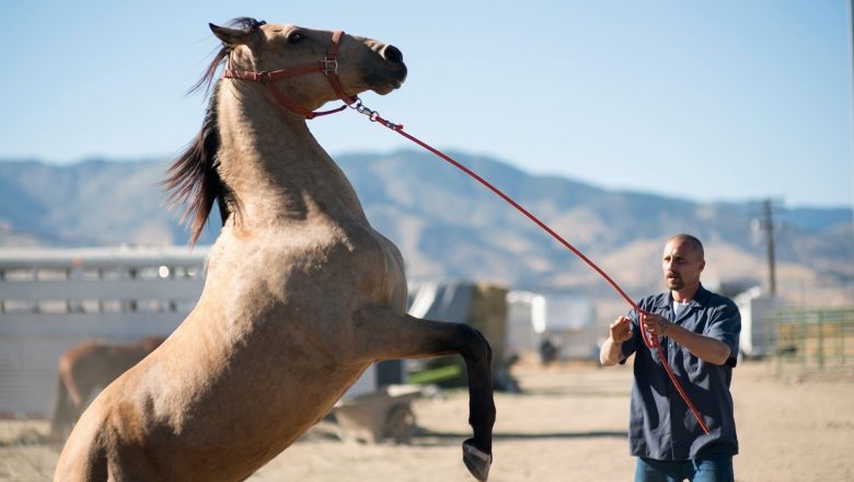 Imaginea The Mustang